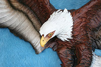 AMERICAN BALD EAGLE Close Up